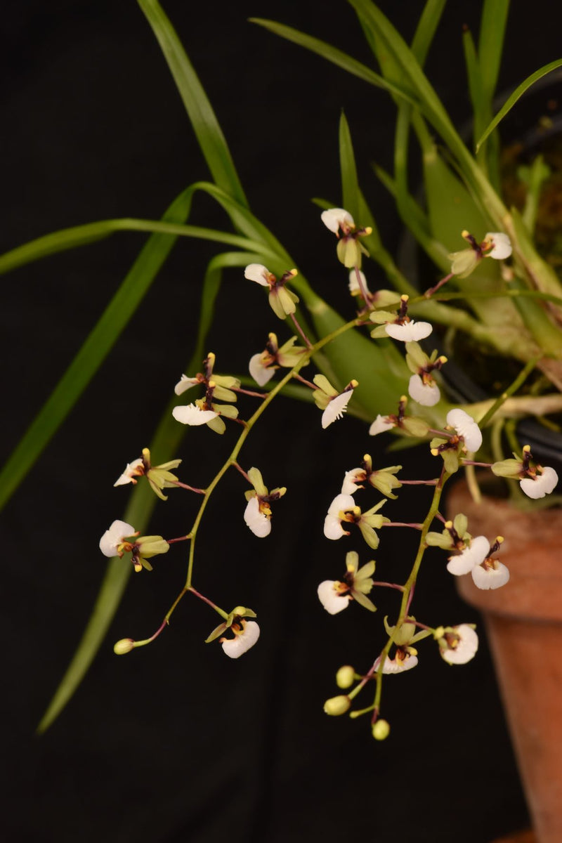 Sigmatostalix radicans
