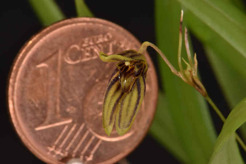 Specklinia brighamii