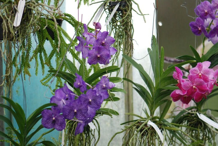 Vanda Hybride (geblühte Pflanzen) – Hennis Orchideen