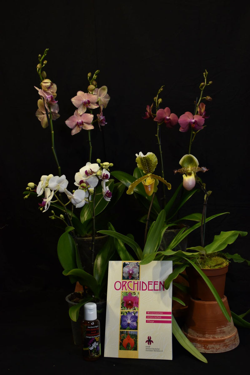 Orchideen-Abo 12