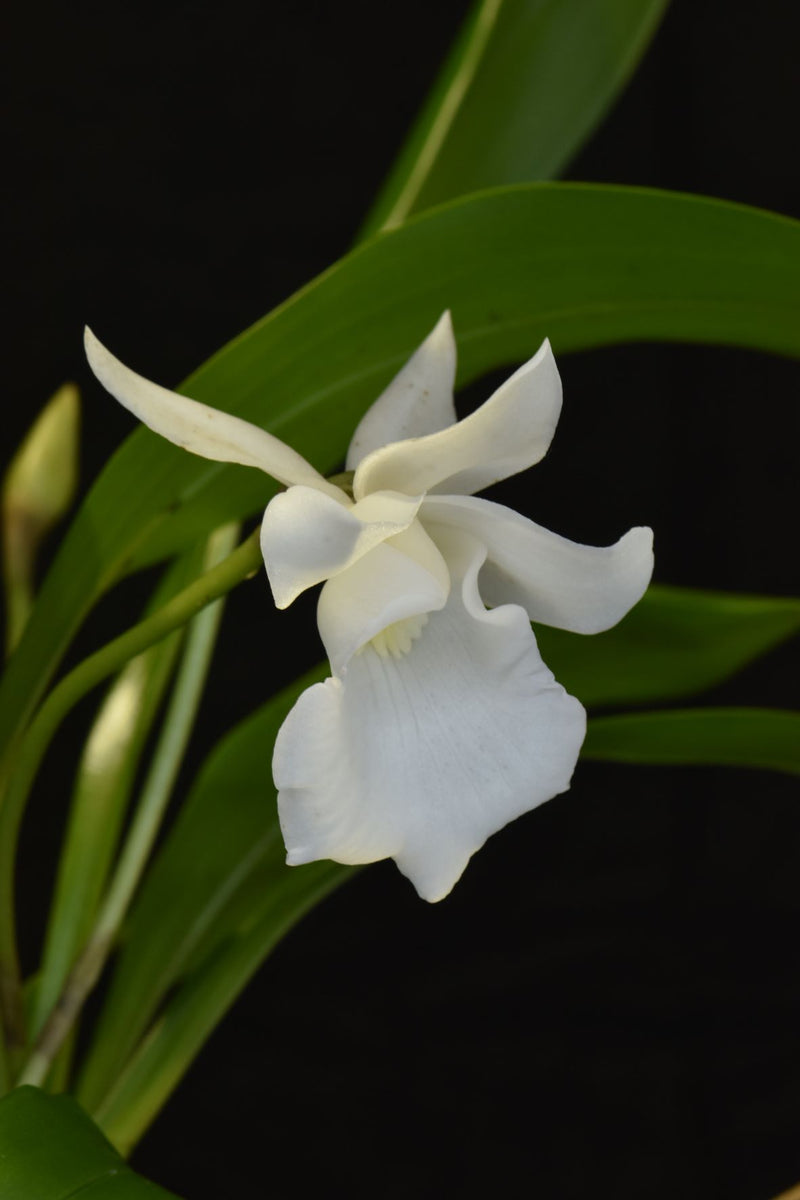 Cochleanthes Hybride Snowflake