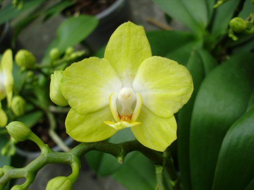 Phalaenopsis LA PAZ