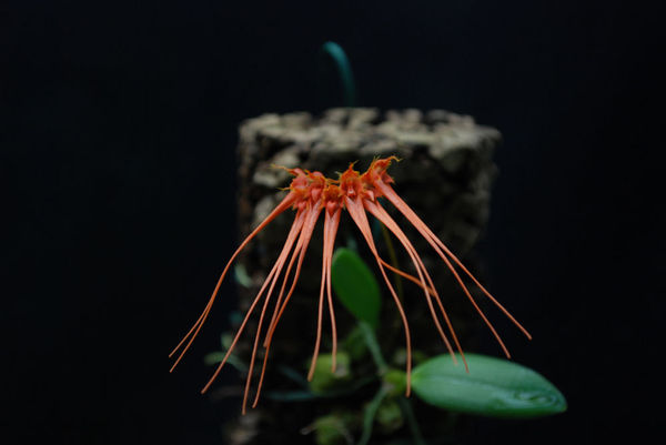 Bulbophyllum tingabarinum