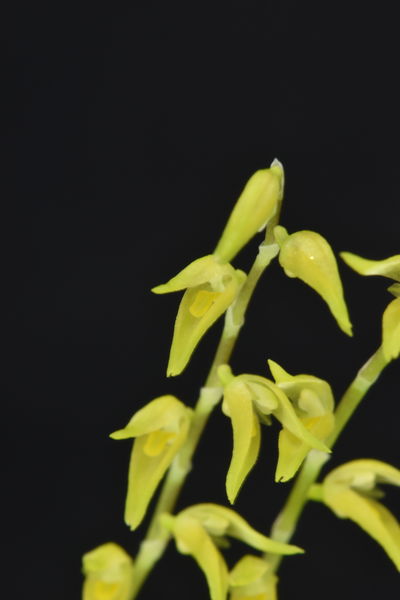 Pleurothallis costaricense