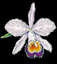 Cattleya eldorado