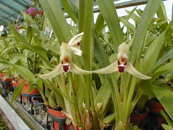 Maxillaria marginata  Hennis Orchideen