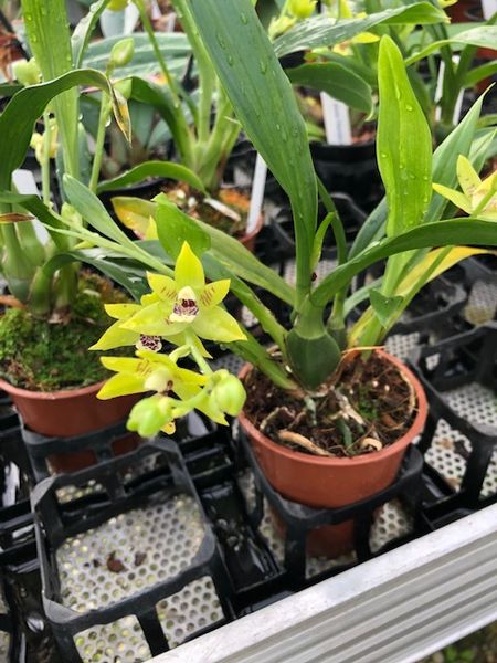 Zygodisanthus Hybride "Jan"