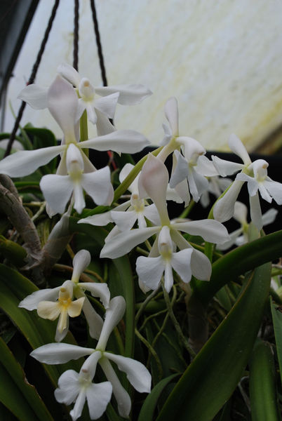 Epidendrum falcatum