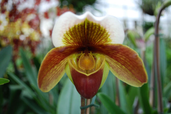 Paphiopedilum HABUR &