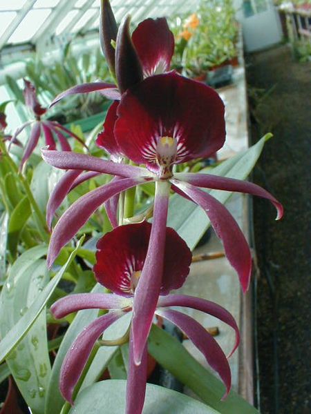 Epicattleya BLACK COMET