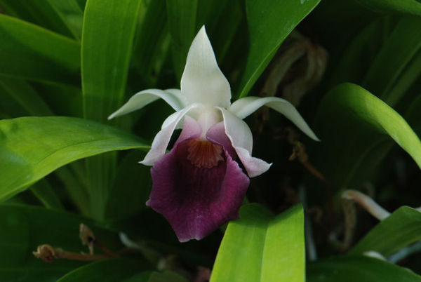 Cochleanthes discolor Hybride