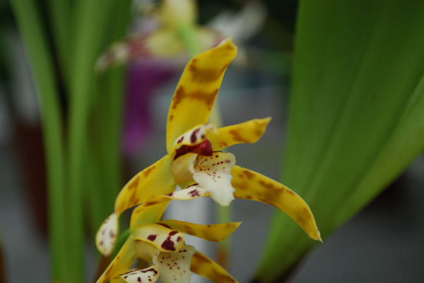 Maxillaria picta