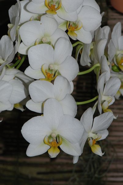 PHALAENOPSIS LAUSANNE