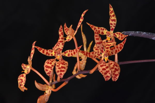 Renanthera monachica