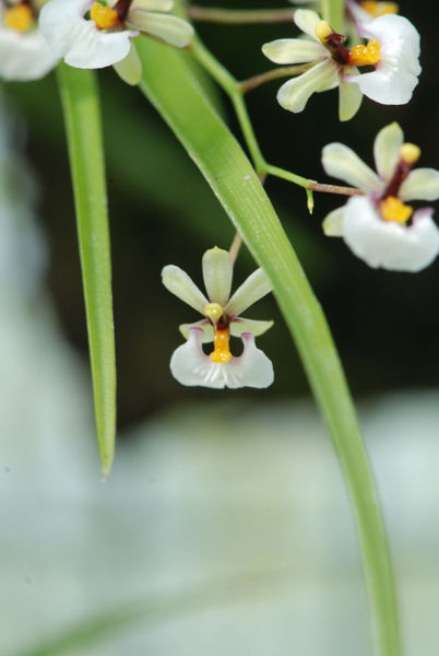 Sigmatostalix radicans
