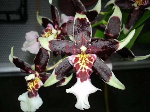 Beallara hotsell