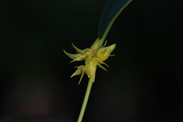 Pleurothallis ruscifolia