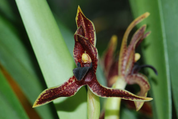 Maxillaria cucullata