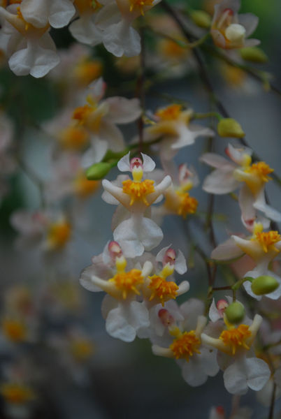 Oncidium TINY TWINKLE &
