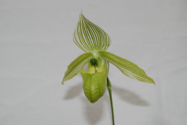 Paphiopedilum wardii &
