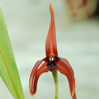 Maxillaria nigrescens