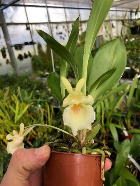Cochleanthes Hybride