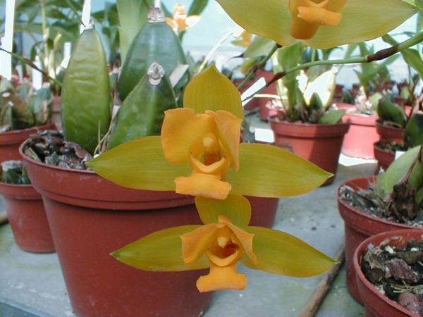 Lycaste aromatica