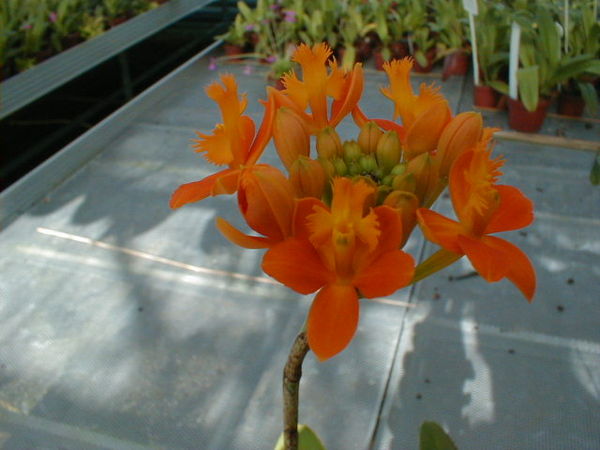 Epidendrum CHIAN-TZY-LOVELY