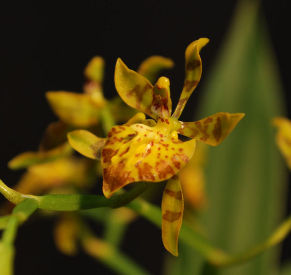 Oncidium meirax