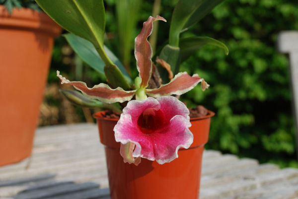Trichopilia marginata X suavis – Hennis Orchideen