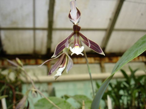 Epidendrum campylostalix