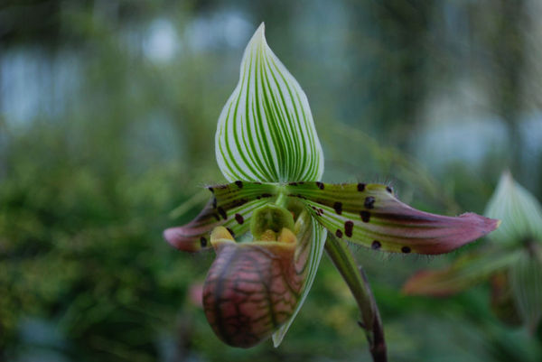 Paphiopedilum venustum