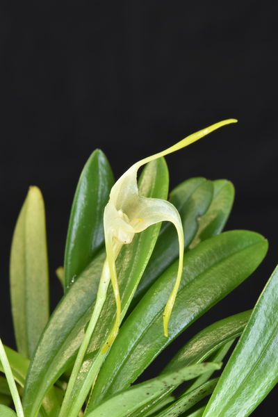 Masdevallia falcago