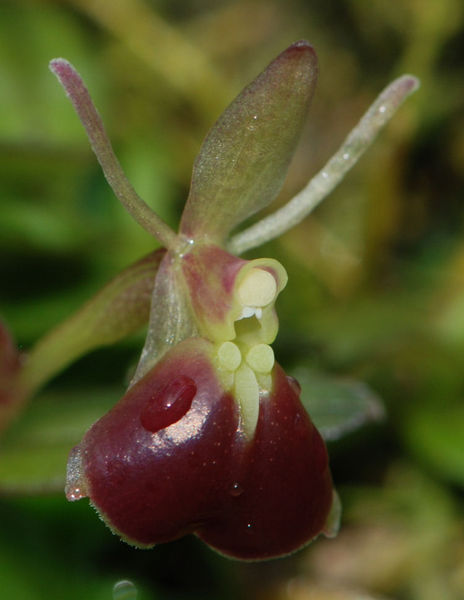 Epidendrum porpax
