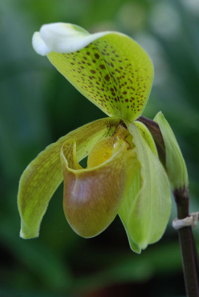 Paphiopedilum insigne