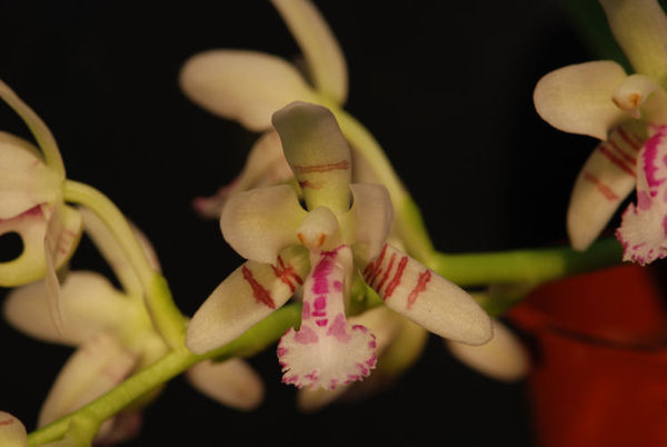Sedirea japonica