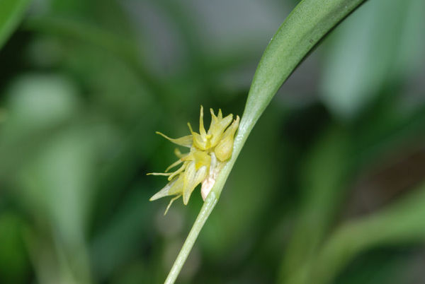 Pleurothallis ruscifolia
