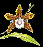 Miltonia candida