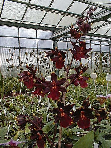 Colmanara WILDCAT &