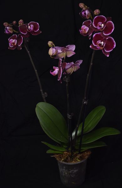 Phalaenopsis "Moonlight"