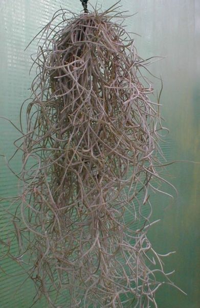 Tillandsia usneoides (30cm)