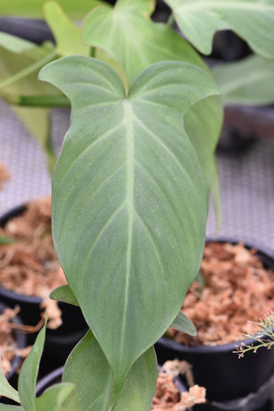 philodendron camposportoanum kaufen Philodendron camposportoanum – Hennis Orchideen