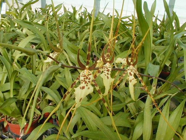 Brassia lawrenceana &