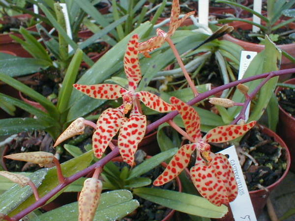 Renanthera monachica