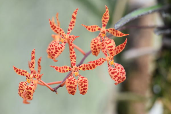 Renanthera monachica