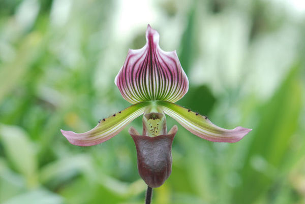 Paphiopedilum MAUDIAE coloratum