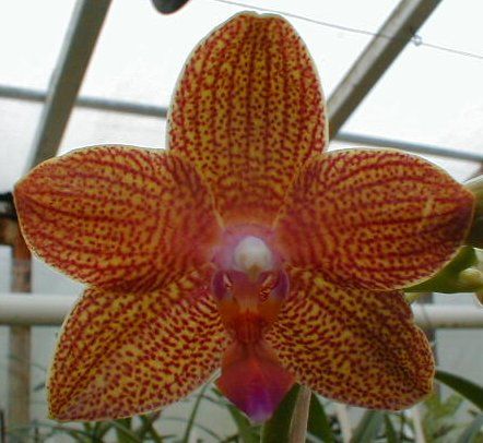 Phalaenopsis Barbara Moler X venosa