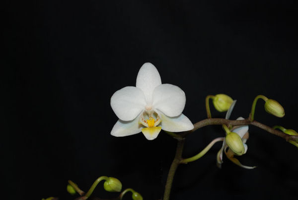 Doritaenopsis SNOW CLOUD