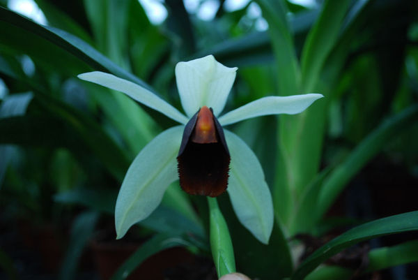 Coelogyne usitana