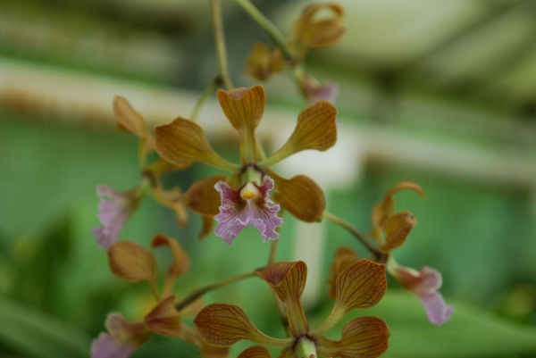 Encyclia hanburyi